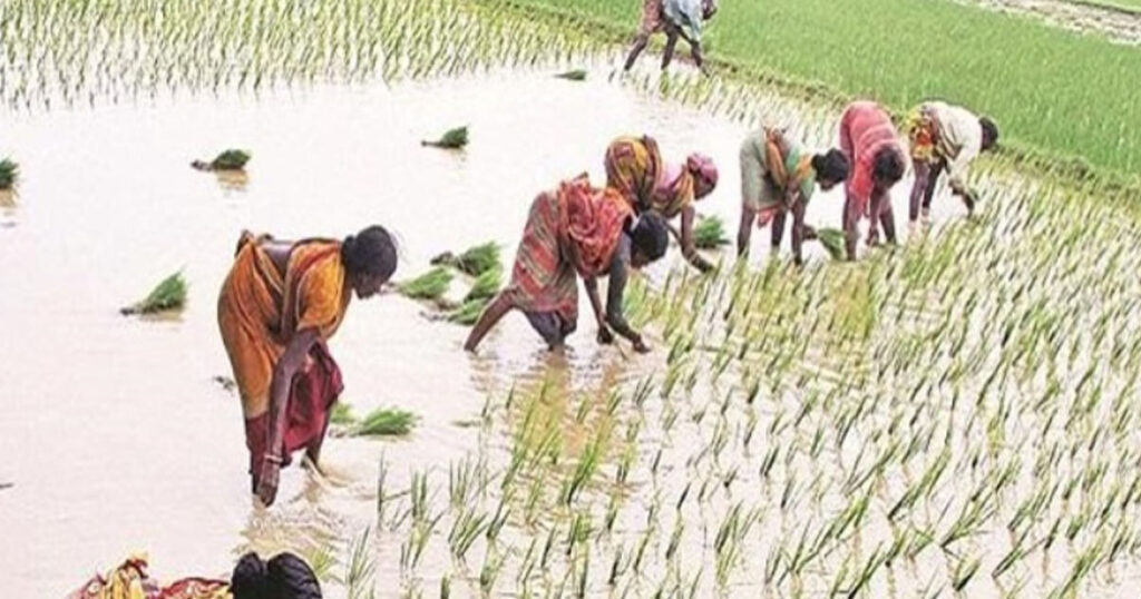 छत्तीसगढ़ में रिकॉर्ड 378.1 मिमी औसत वर्षा, किसानों के चेहरे पर खुशी..