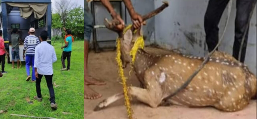 घायल चीतल हिरण, को गुरु घासीदास राष्ट्रीय उद्यान में छोड़ा